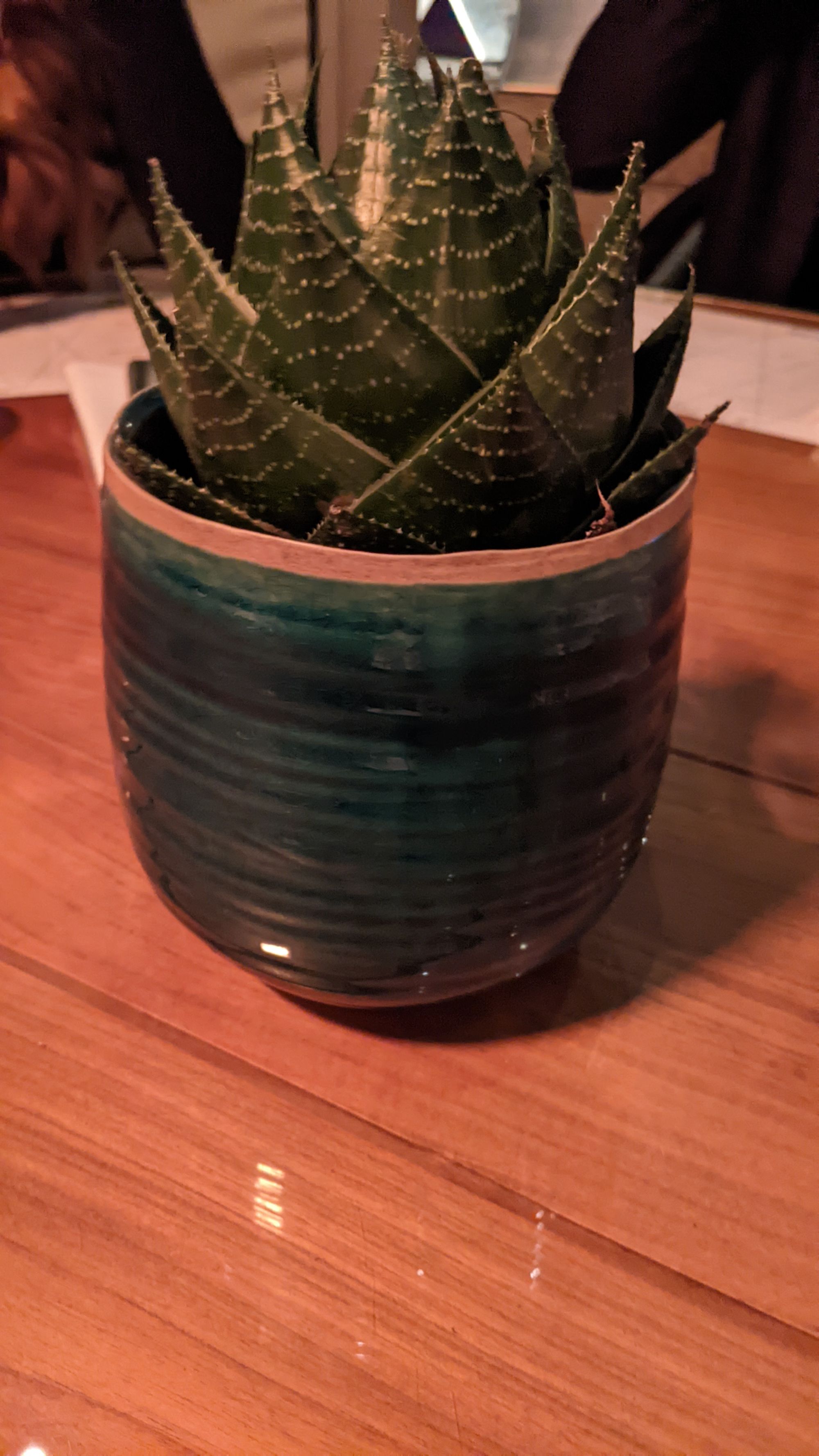 Picture of a spiky leafed plant